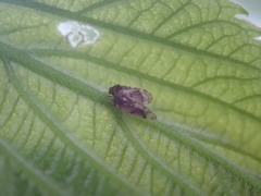 Pachypsylla celtidisvesicula