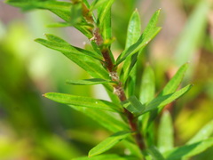 Ionactis linariifolia