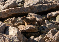 Marmota flaviventris