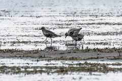 Pluvialis squatarola