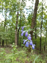 Salvia azurea