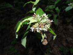 Pycnanthemum
