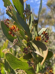 Daviesia corymbosa