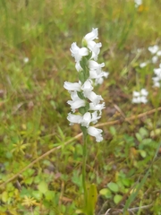 Spiranthes