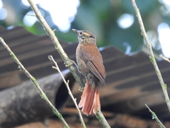 Anabacerthia variegaticeps