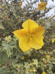 Fremontodendron