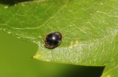 Chilocorus nigritus