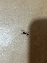 Odontomachus haematodus