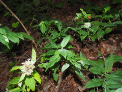Pycnanthemum