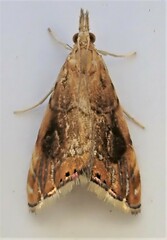 Glaucocharis leucoxantha