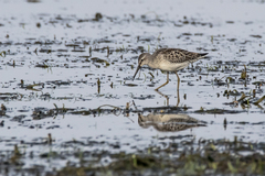 Calidris himantopus