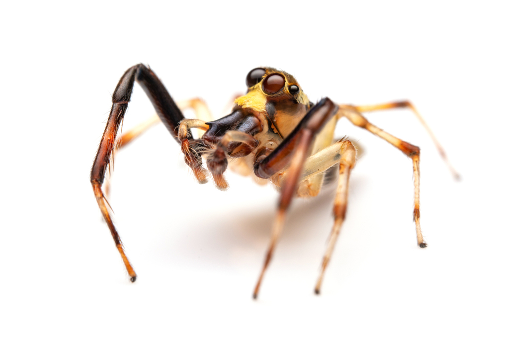 Noegus spiralifer
