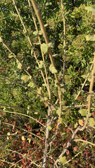 Malacothamnus fasciculatus