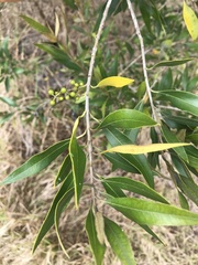 Olea europaea