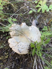 Lactarius pubescens