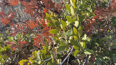 Arctostaphylos glandulosa