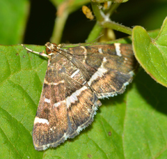 Hymenia perspectalis