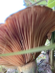 Lactarius pubescens