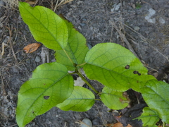 Populus trichocarpa