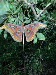 Attacus atlas