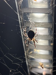 Steatoda borealis