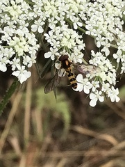 Meliscaeva cinctella