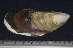 Perna canaliculus