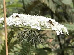 Meliscaeva cinctella