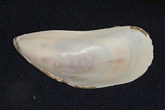 Perna canaliculus