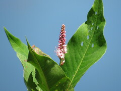Persicaria amphibia