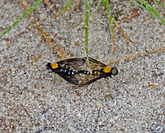 Chrysopilus thoracicus