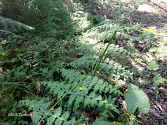 Dennstaedtia scandens