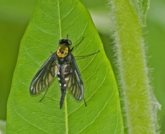 Chrysopilus thoracicus