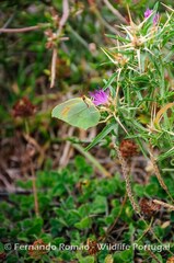 Centaurea calcitrapa