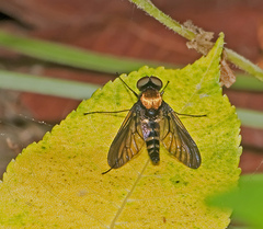 Chrysopilus thoracicus