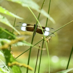 Libellula luctuosa