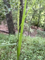 Panicum dichotomiflorum