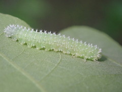 Periclista