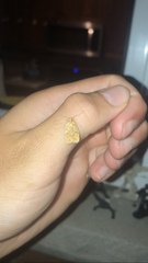 Agonopterix robiniella