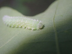 Periclista