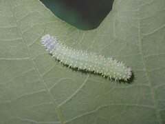 Periclista