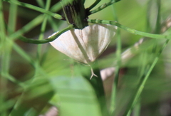 Phalaenostola metonalis