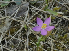 Centaurium erythraea