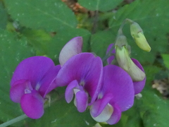 Lathyrus nevadensis