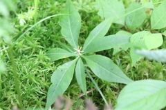 Lysimachia borealis