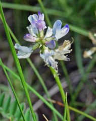 Astragalus alpinus
