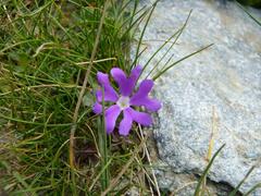 Primula minima