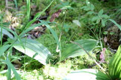 Cypripedium acaule