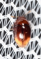 Phalacridae