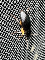 Harpalus pensylvanicus
